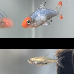 Rummynose Rasbora.png