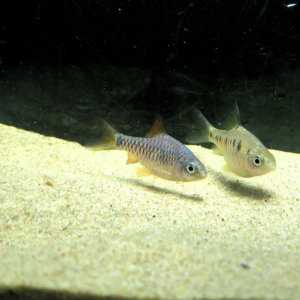 IMG_3648 - Copy.JPG