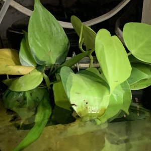 IMG_4319.jpeg