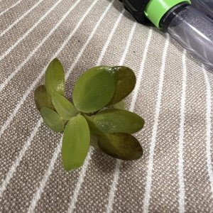 IMG_8463.jpeg