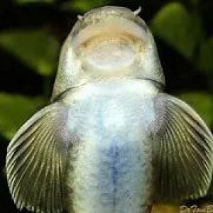 Panda-Garra-mouth.jpg