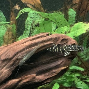 IMG_4342.jpeg