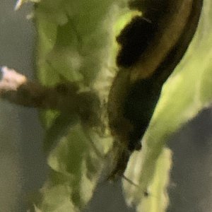 IMG_4350.jpeg