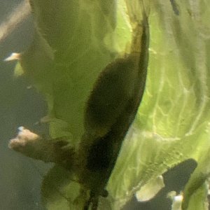 IMG_4351.jpeg
