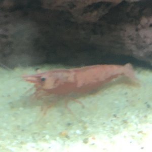 IMG_3161.jpeg