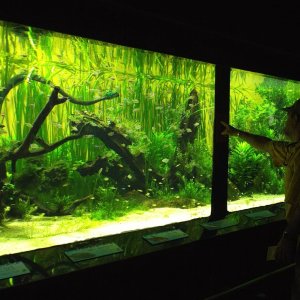 Planted Tank.jpg