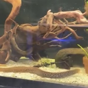 eel.jpeg