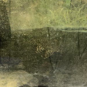 IMG_4379.jpeg