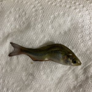 IMG_4380.jpeg