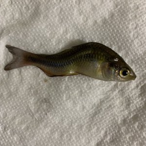 IMG_4381.jpeg