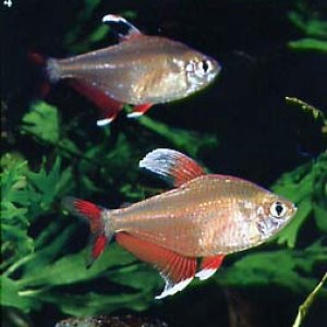 Hyphessobrycon rosaceus.jpg