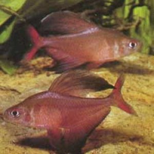 Hyphessobrycon bentosi1.jpg