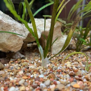 Aquarium Plant Fuzz.jpg