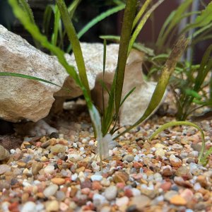 Aquarium Plant Fuzz 2.jpg