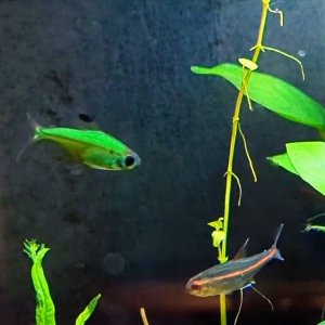 Green-Glofish.jpg
