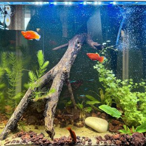 FISH2.jpg