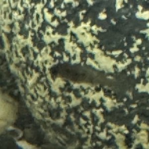 IMG_0627.jpeg