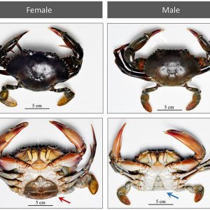 TFF crab figure-1.jpg