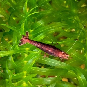 shrimp.jpg
