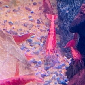 shrimp 2.jpg