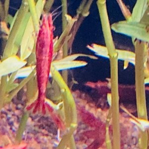 shrimp 3.jpg