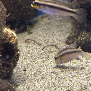 IMG_0676.jpeg