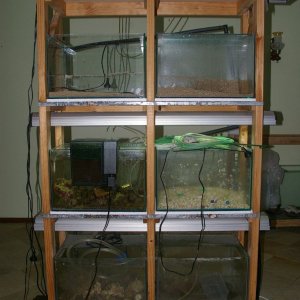 31july2010 007 - 4 tier stand.jpg