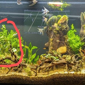 75gal-needhelp-30Dec23.jpg