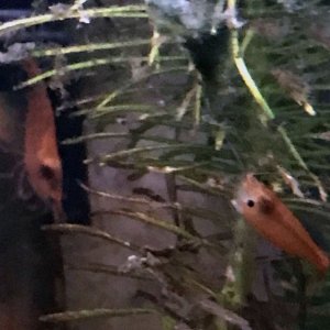 Shrimp2.jpg
