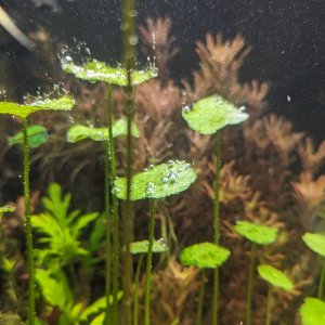 whatplant2.jpg
