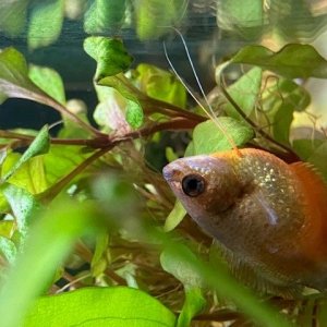 Honey Gourami.jpg