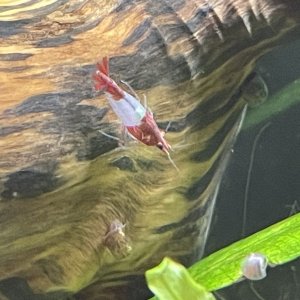 IMG_3684.jpeg