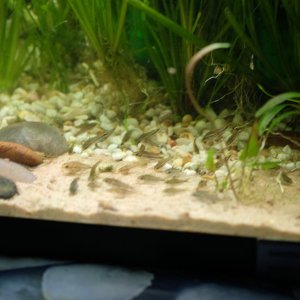 early sand beach pic my tank.JPG