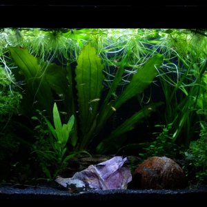 my tank with black limpopo sand.JPG