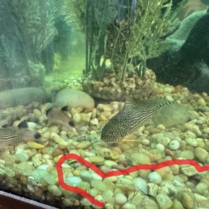 worms in substrate.jpg