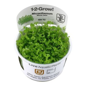 tropica-micranthemum-monte-carlo-1-2-grow.jpg