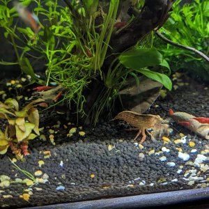 ShrimpTank2-5Mar24.jpg