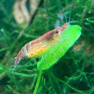 Berried Shrimp.jpg