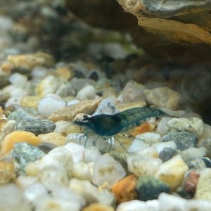 Blue Velvet Neocaridnia.jpg