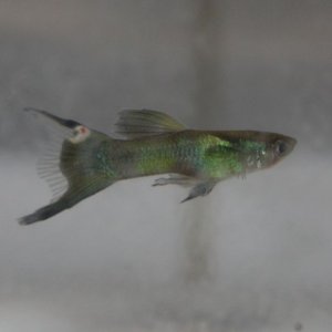 IMG_1985.jpg