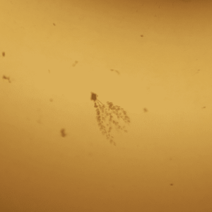 kmc_20240313_063037.png