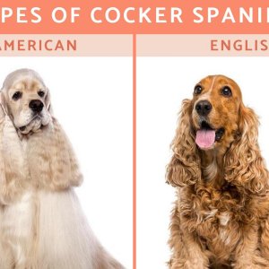 types_of_cocker_spaniels_4298_orig.jpg