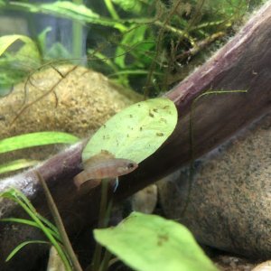 badis2.jpg