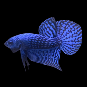 1711452800807.png