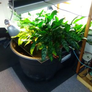 Ag in 100 G Tank.jpg