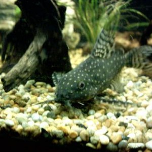 fish_july_04a.JPG