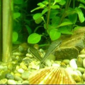 otos.jpg