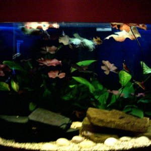 fish_pics_004b.JPG