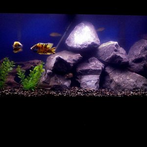 90gallon_july20.jpg