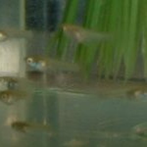 Guppy_Fry.JPG